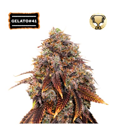 GELATO 41© FEM (Sunset Sherbet x Thin Mint GSC)