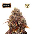 GELATO 41© FEM (Sunset Sherbet x Thin Mint GSC)