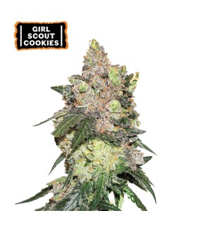 GIRL SCOUT COOKIES (OG Kush x Durban Poison)