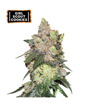 GIRL SCOUT COOKIES (OG Kush x Durban Poison)