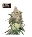 GIRL SCOUT COOKIES (OG Kush x Durban Poison)