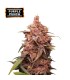 PURPLE PUNCH (Grandaddy Purple x Larry OG)