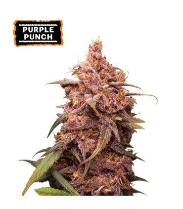 PURPLE PUNCH (Grandaddy Purple x Larry OG)
