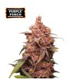 PURPLE PUNCH (Grandaddy Purple x Larry OG)