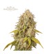 SANTA MARTA HAZE (Amnesia Haze x Colombian Jungle Haze)