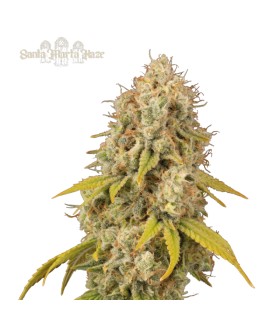 SANTA MARTA HAZE (Amnesia Haze x Colombian Jungle Haze)