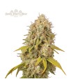 SANTA MARTA HAZE (Amnesia Haze x Colombian Jungle Haze)
