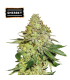 SHERBET (GSC x Pink Panties)