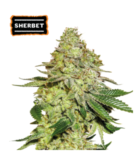 SHERBET (GSC x Pink Panties)