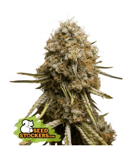 WEDDING GLUE (Wedding Cake x GG4)