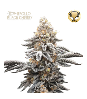 APOLLO BLACK CHERRY (Apollo 13 x Black Cherry Cheesecake x Cherry AK47)