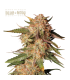 BLUE MOBY AUTO (Blue Moby x Moby Dick Auto)