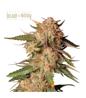 BLUE MOBY AUTO (Blue Moby x Moby Dick Auto)