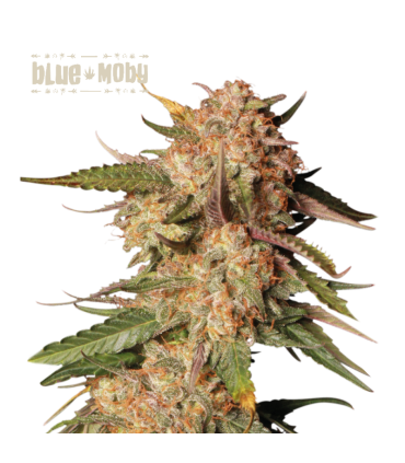 BLUE MOBY AUTO (Blue Moby x Moby Dick Auto)