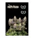 PANTY PUNCH (Pink Panties (Burmese Kush x Florida Kush) x Purple Punch (Larry OG x Grandaddy Purple)