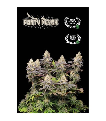 PANTY PUNCH (Pink Panties (Burmese Kush x Florida Kush) x Purple Punch (Larry OG x Grandaddy Purple)