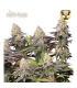 PANTY PUNCH (Pink Panties (Burmese Kush x Florida Kush) x Purple Punch (Larry OG x Grandaddy Purple)