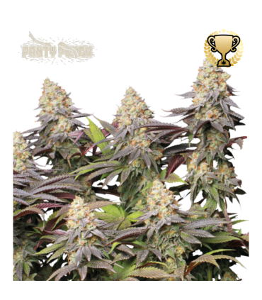 PANTY PUNCH (Pink Panties (Burmese Kush x Florida Kush) x Purple Punch (Larry OG x Grandaddy Purple)