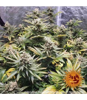 Laughing Buddha (Thai x Jamaican)