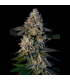 Xaxo-88 (Fast Flowering)