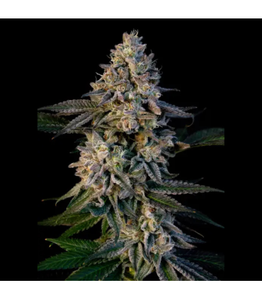 Xaxo-88 (Fast Flowering)