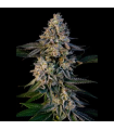 Xaxo-88 (Fast Flowering)
