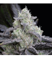LA Vanilla Cake (Ice Cream Cake x Wedding Cake )