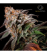 Watermelon Runtz (Watermelon Zkittlez x Runtz)