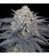 Watermelon Runtz (Watermelon Zkittlez x Runtz)