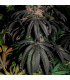 Watermelon Runtz (Watermelon Zkittlez x Runtz)