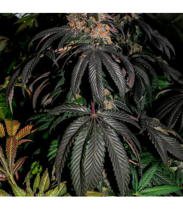 Watermelon Runtz (Watermelon Zkittlez x Runtz)