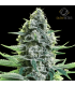 Moby Dick (Haze x White Widow)