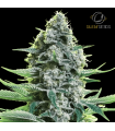 Moby Dick (Haze x White Widow)