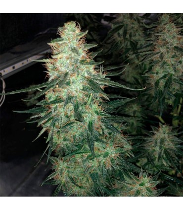 Moby Dick (Haze x White Widow)