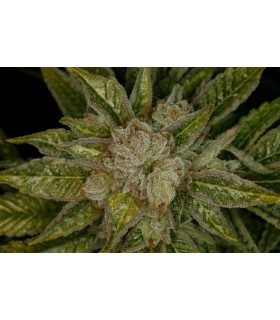 MK- ULTRA KUSH