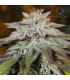 Auto LA Vanilla Cake (Ice Cream Cake x Wedding Cake Auto)