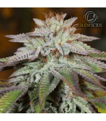Auto LA Vanilla Cake (Ice Cream Cake x Wedding Cake Auto)