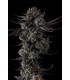 ANY DAY 7FEM (Lemon Cherry Gelato x Grape Gas)