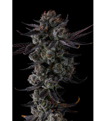 ANY DAY 7FEM (Lemon Cherry Gelato x Grape Gas)