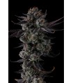 ANY DAY 7FEM (Lemon Cherry Gelato x Grape Gas)