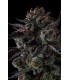 ANY DAY 7FEM (Lemon Cherry Gelato x Grape Gas)