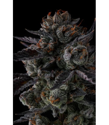 ANY DAY 7FEM (Lemon Cherry Gelato x Grape Gas)