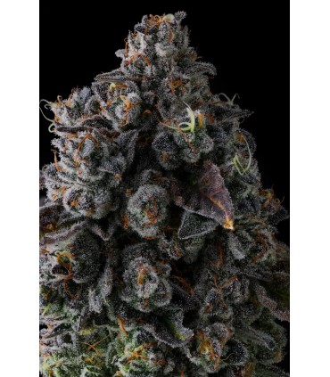 CRYSTAL CHALICE 7FEM (Pavé x Grape Gas)