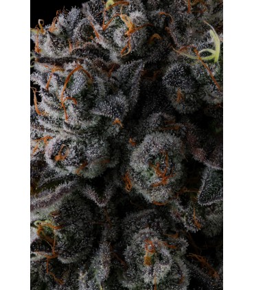 CRYSTAL CHALICE 7FEM (Pavé x Grape Gas)