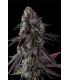 FRUIT RIOT 7FEM (Strawberry Bonanza x Grape Gas)