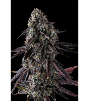 FRUIT RIOT 7FEM (Strawberry Bonanza x Grape Gas)