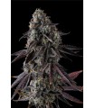 FRUIT RIOT 7FEM (Strawberry Bonanza x Grape Gas)