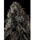 FRUIT RIOT 7FEM (Strawberry Bonanza x Grape Gas)