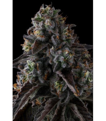 FRUIT RIOT 7FEM (Strawberry Bonanza x Grape Gas)