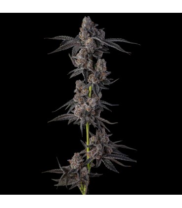 MELLOWZ 7FEM (Spritzer x Grape Gas)